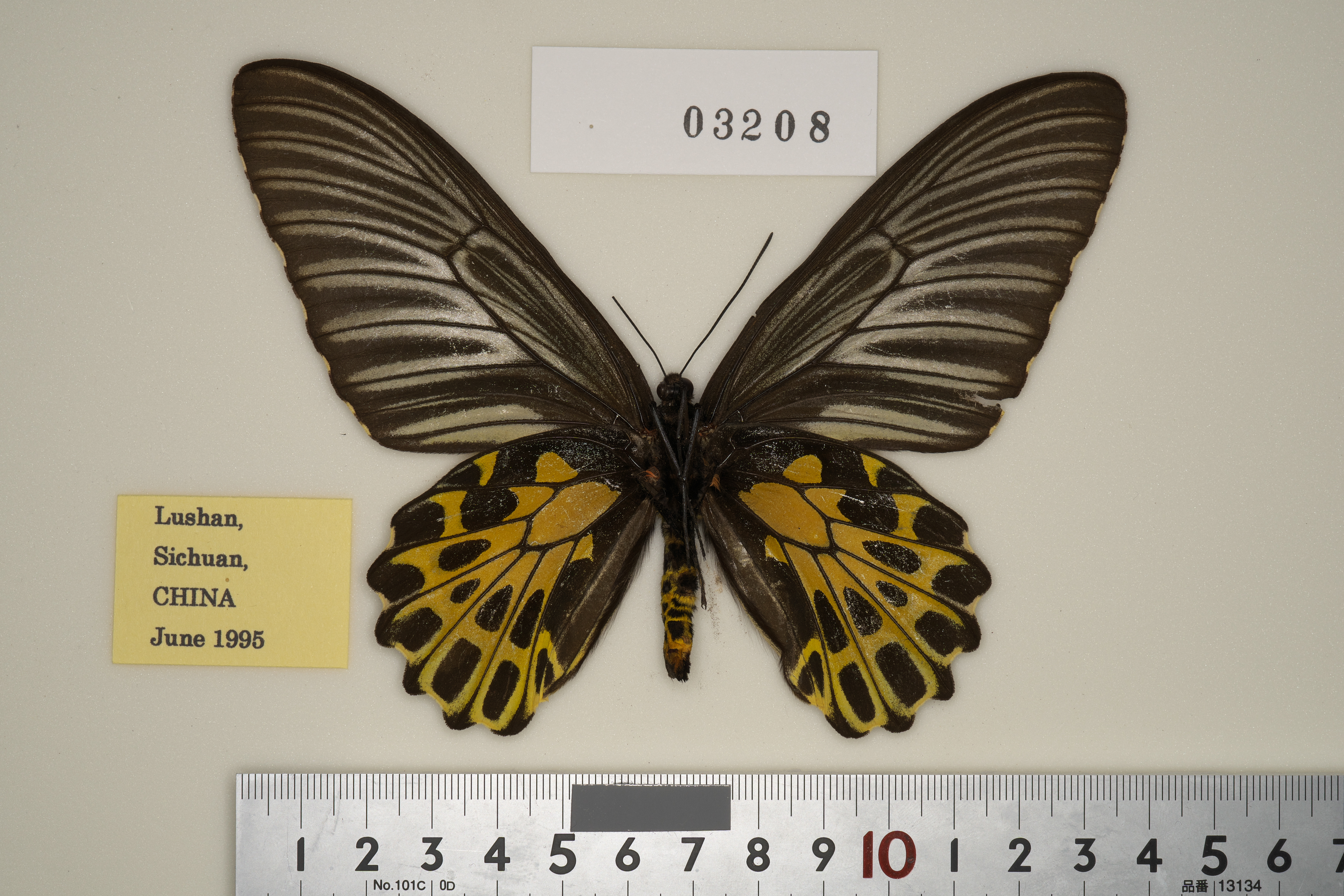 278-03208 | トリバネアゲハデジタル大図鑑（大屋崇コレクション）